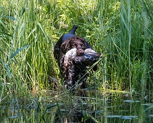 BEAR Krackow