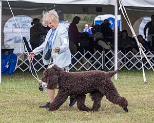 07 - GCH CH CASTLEHILL'S RAMBLIN' RAFAEL O'CRISPIN BN (Rafi)