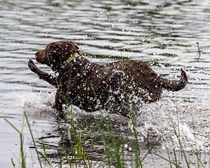 20170603-SHRW-1501.jpg