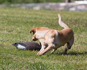 20130601-SHRL-0345.jpg