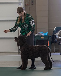 64 - GCH CH CAT N PATS LUCK BE A LADY RN CAX CGC