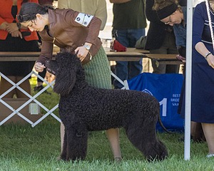 25 - GCH CH POOLE'S IDE RIPTIDE OHS RI DS CGC (Rip)