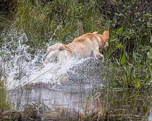 Chase Nelson