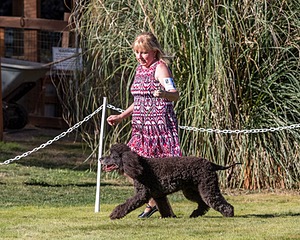 24 - GCH CH BLACKTHORN'S KEEVA CROMPTON RM AX AXJ XF TKN (Keeva)