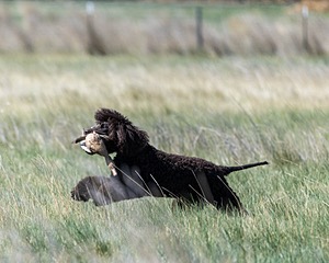 Ghillie