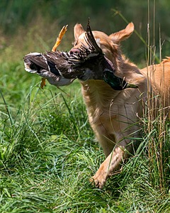 Boomer Hughes