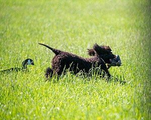 Ghillie Kezer