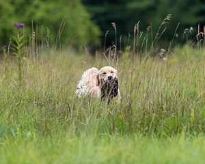 Meadow
