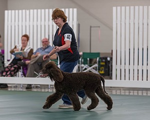 40 - GCH POOLE'S IDE BONNIE BROOK CD RE CGC (Bonnie)
