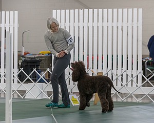 2701 - GCH POOLE'S IDE BONNIE BROOK CD RE CGC (Bonnie)
