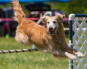 20170520-NEAT-1602.jpg