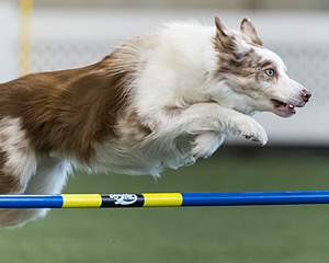 Furgus Standish