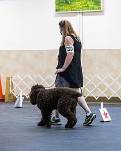 2204 - GCH CH BREKKON'S FIRST MARK CGC