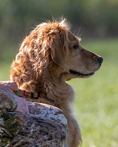 Elle