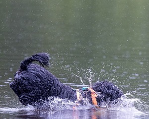Rio Abbruzzese