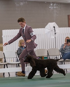 48 - GCH WHISTLE STOP'S TERRA MARIQUE POTENS (Honor)