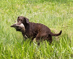 Kuma Zajchowski