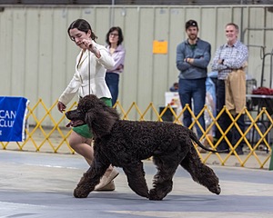 09 - GCH CH POOLE'S IDE RIPTIDE RI DS CGC (Rip)