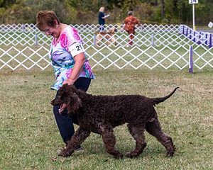 21 - CASTLEHILL'S YOU'VE GOT A FRIEND IN ME (Hank)