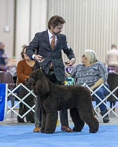 15 - GCH Am/Can CH Chantico's Shelter From the Storm Am/Can CD RN MX AJX OF DS (Reef)