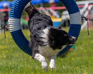 20170520-NEAT-1612.jpg