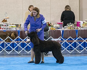 21 - GCHB CH Flintcrest Full Monty (Jonny)