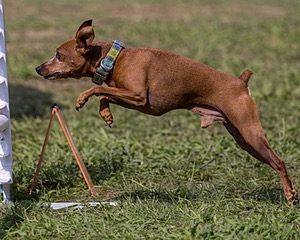 Indie Manzi