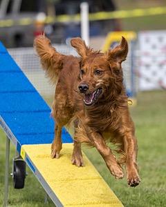 Acro Buzanoski
