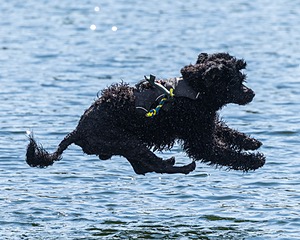 Steel Kennedy