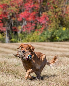 Chase