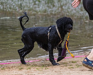 Ziva Hyres