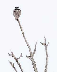 Northern Hawk Owl, Minnesota