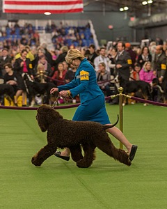 14 - GCH CH Tara's Utter Chaos (George)