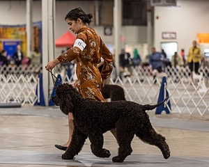 15 - CH POOLE'S IDE DARK KNIGHT (Oscar)