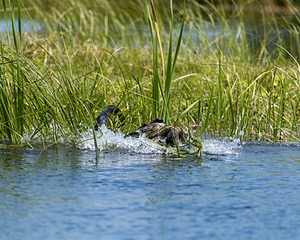 Sea Jay Eaton