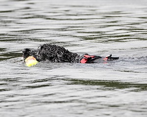 Finne