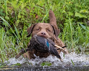 20170603-SHRW-1710.jpg