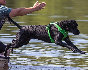 Ebony Ferrandino
