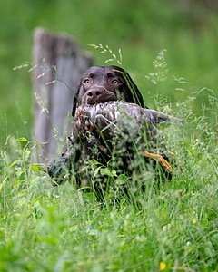 Tucker