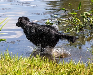 Otter Young