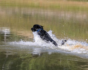 Pete Reynolds