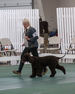 60 - CH CAT'S SISTER SARAH BROWN CA CGCA