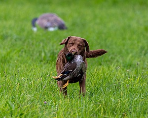 20170603-SHRL-0901.jpg