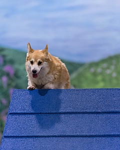 Logan Boentgen