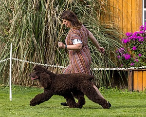 11 - GCH CH BREKKON'S FIRST MARK BN RN CGC TKN