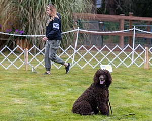 1741 - GCH CH BREKKON'S FIRST MARK CGC