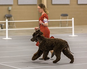 17 - Ballyhoo’s V Finnegan Mcneill BN FDC CA BCAT DS DJ CGCA TKN VHMA JH JHU WD