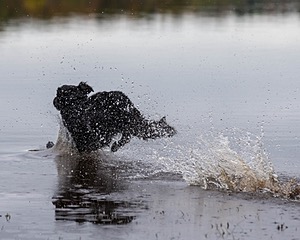 Splash Nettleton-Smilas