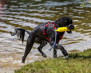Finne