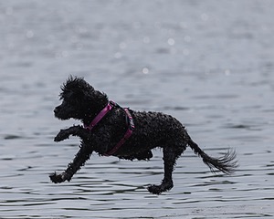 Rory Cox